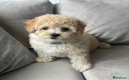 Poochon dogs for sale: Stunning litter - Image 7