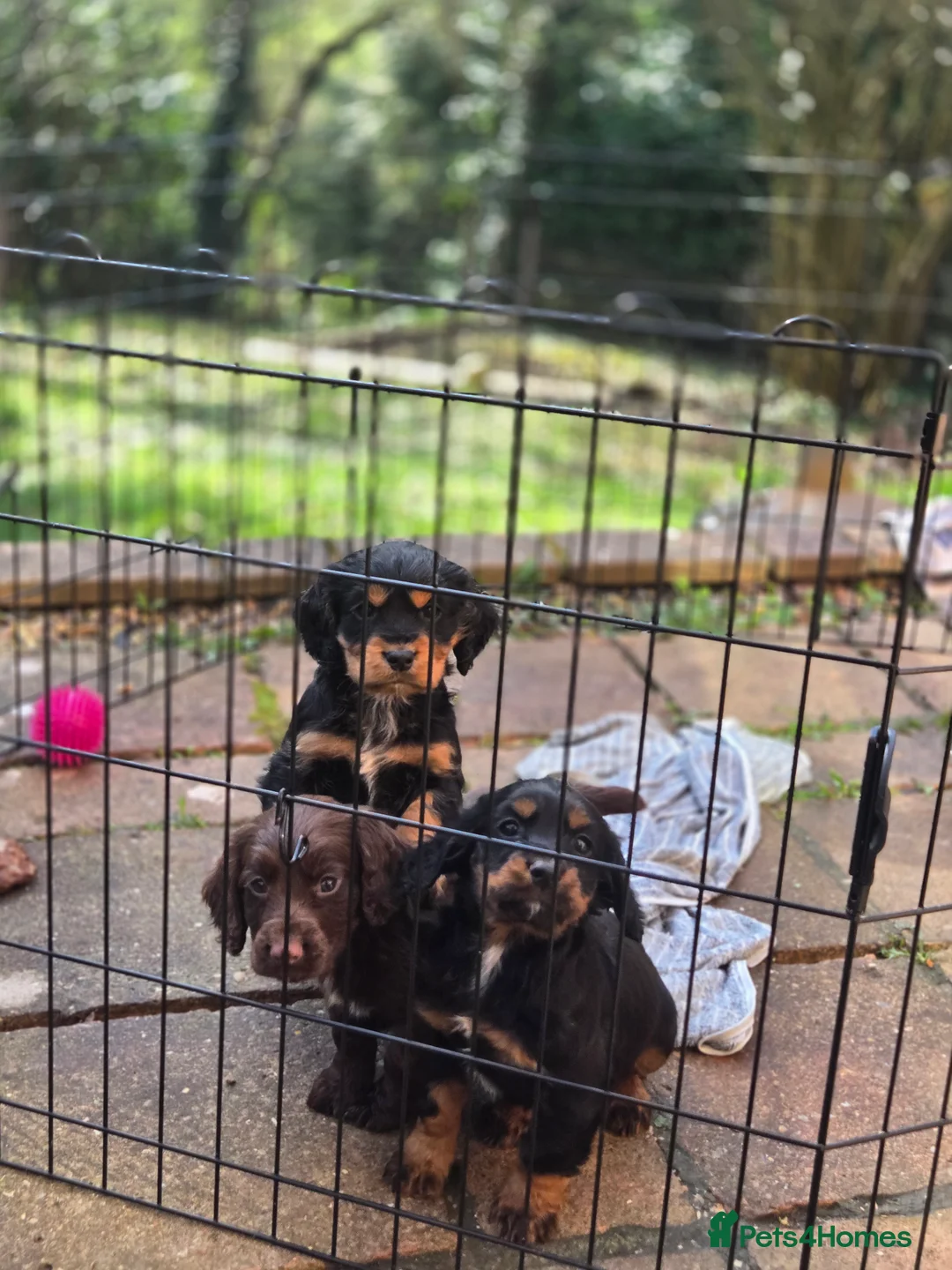 Cocker Spaniel dogs for sale: Working cocker spaniel pups - Advert 2