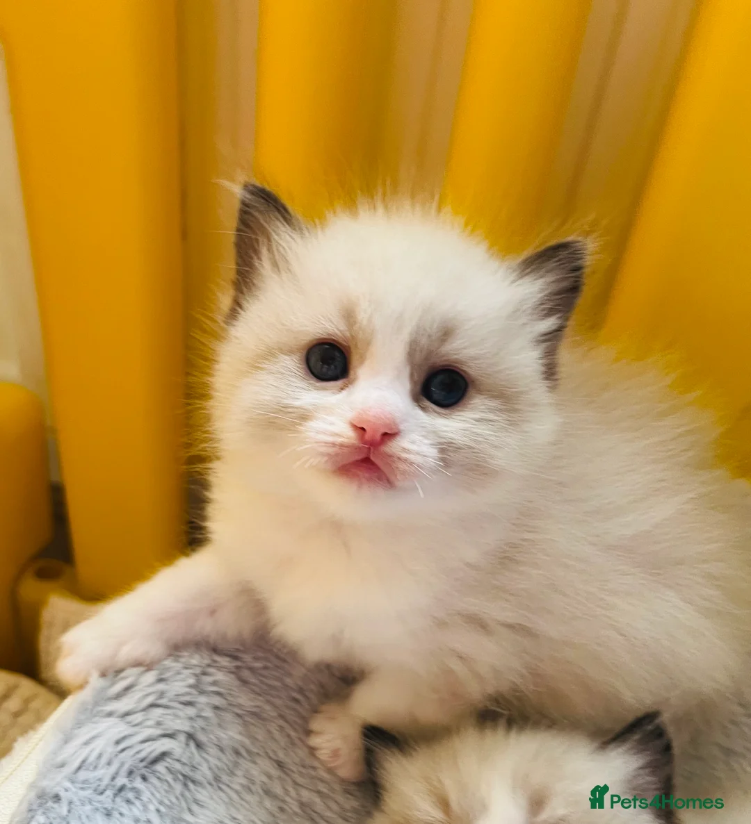 Ragdoll cats for sale: 4 GCCF registered Ragdoll kittens - Advert 7