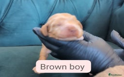 Cocker Spaniel dogs for sale: 🐾Pedigree Show cocker spaniel puppies🐾 - Image 18
