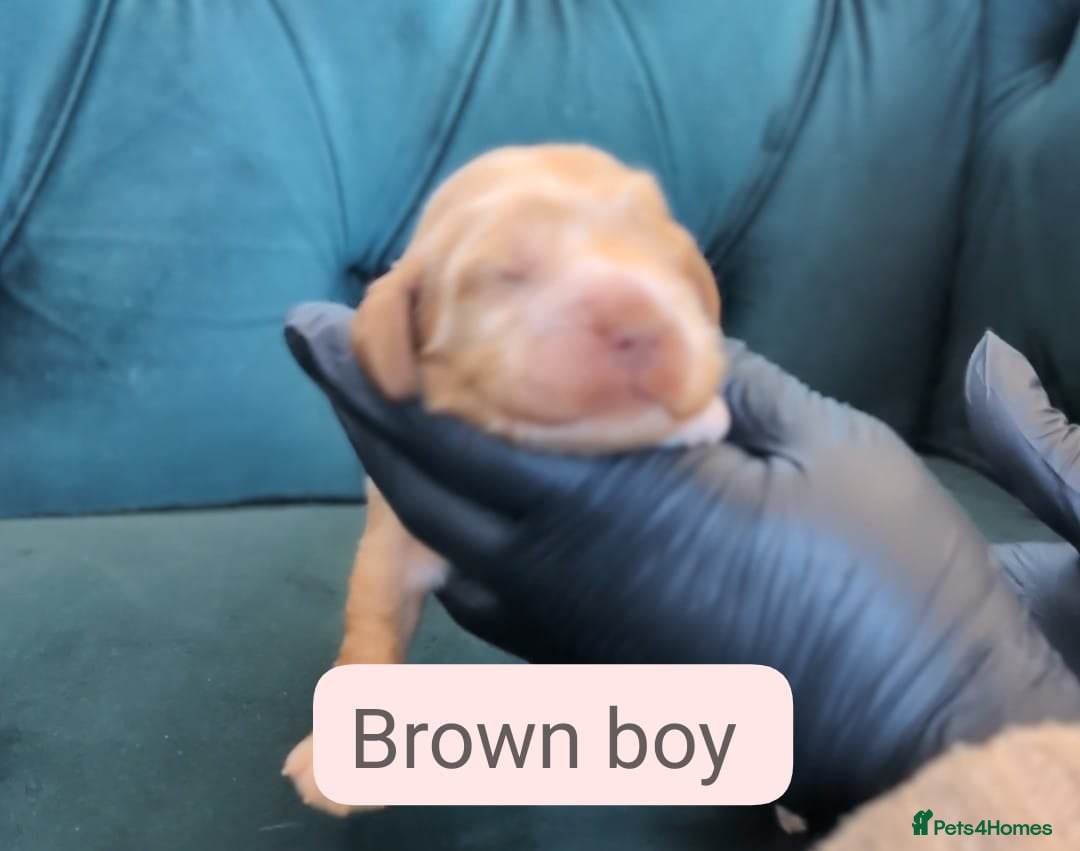 Cocker Spaniel dogs for sale: 🐾Pedigree Show cocker spaniel puppies🐾 - Image 18