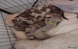 Miniature Dachshund dogs for sale: Miniture dachhund - Advert 2