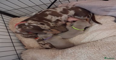 Miniature Dachshund dogs Miniture dachhund - Advert 10