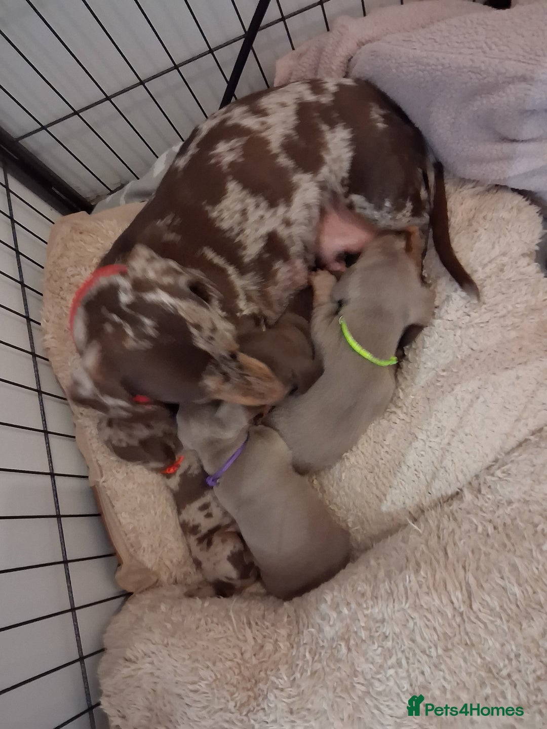 Miniature Dachshund dogs for sale: Miniture dachhund - Advert 2