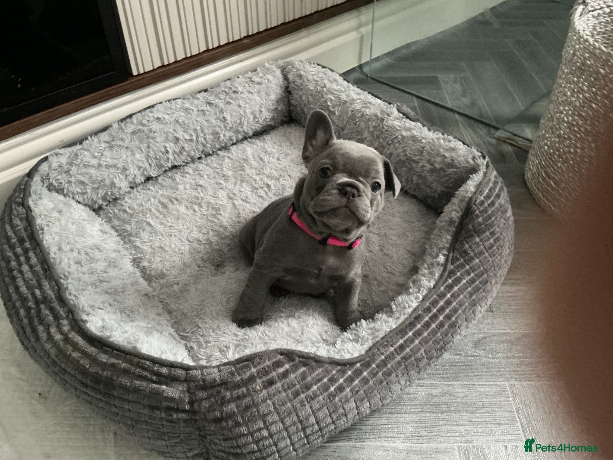 French Bulldog dogs French bulldog  - Advert 2