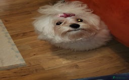 Maltese dogs for sale: KC Registered Female Maltese Terrier  - Image 3