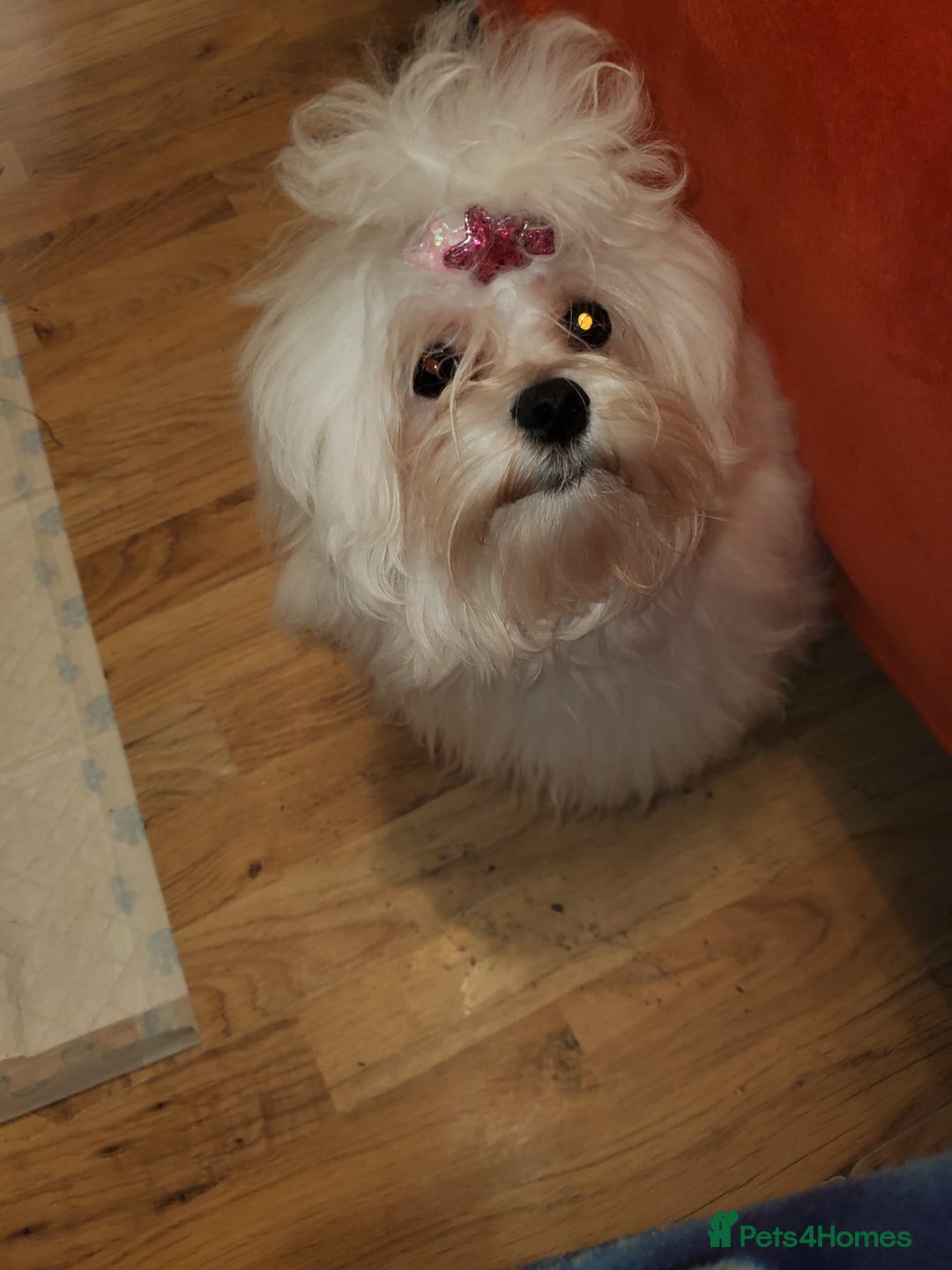 Maltese dogs for sale: KC Registered Female Maltese Terrier  - Image 3