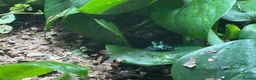 Frog reptiles for sale:  Dendrobates auratus - Advert 2