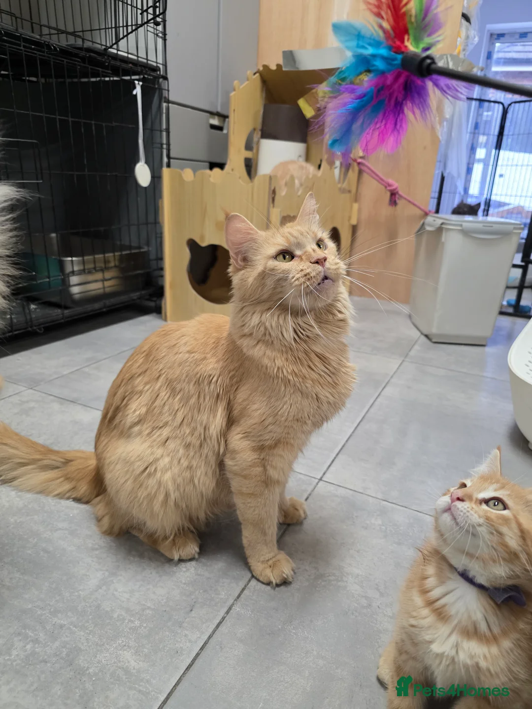 Maine Coon cats for sale: Full Maincoon Kitten ready for her home - Advert 2