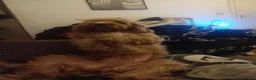 Cockapoo dogs for stud: Davey in Bradford - Advert 3