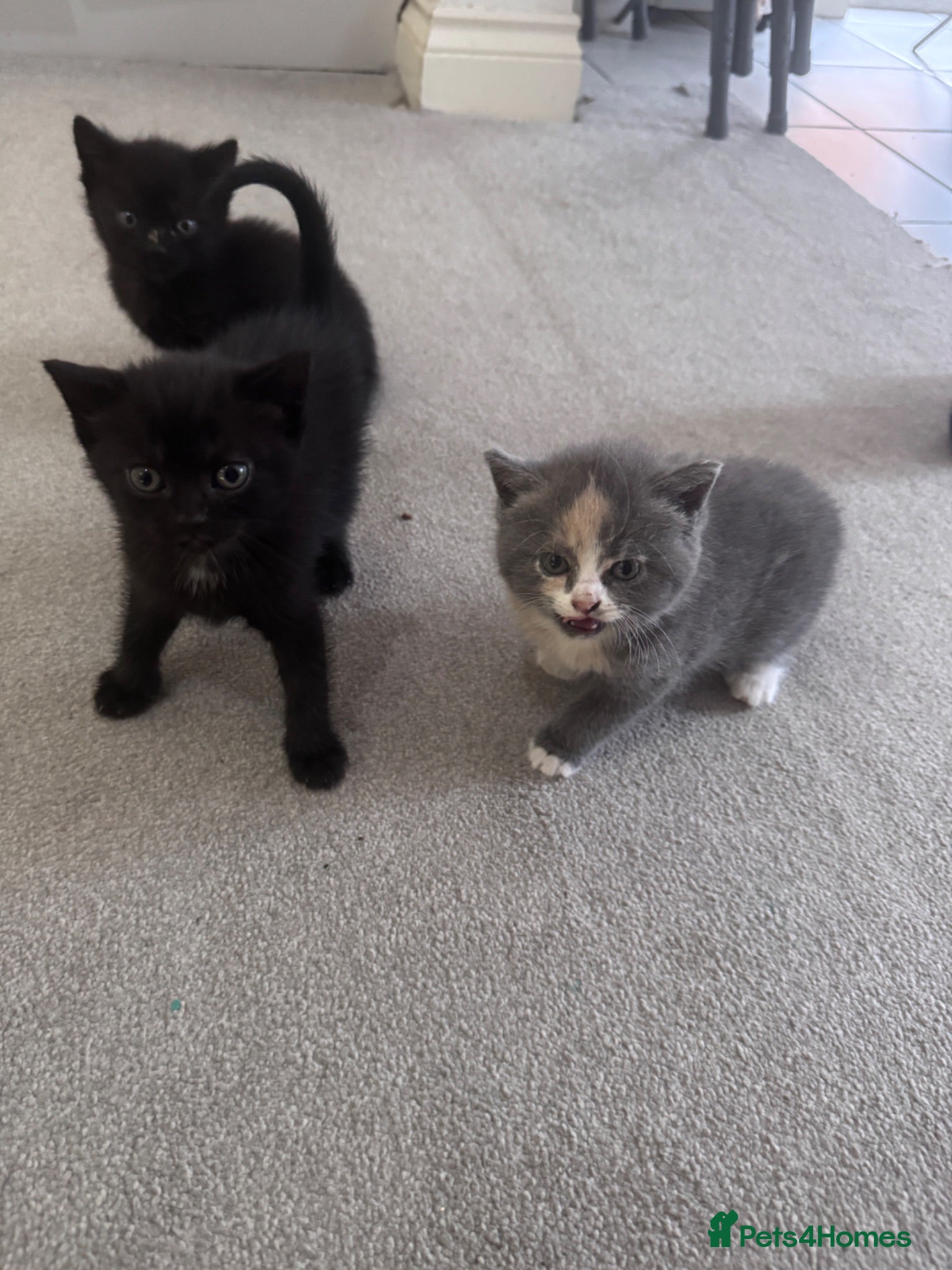 British Shorthair cats Beautiful Kittens Looking for Loving Homes  - Advert 4