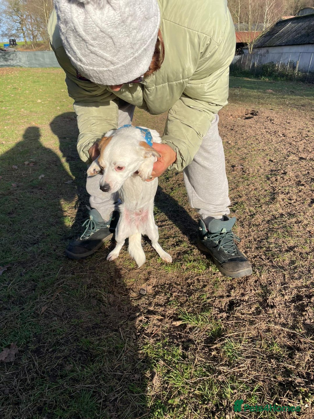 Mixed Breed dogs for adoption: RONNA - a beautiful tiny girl, for a Loving Home - Advert 16