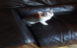 Mixed Breed cats for sale: Cuddly fluffy kittens  - Image 4