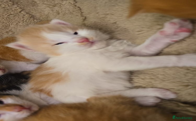 Maine Coon cats - Advert 15