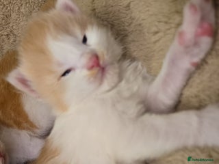 Maine Coon cats - Advert 36