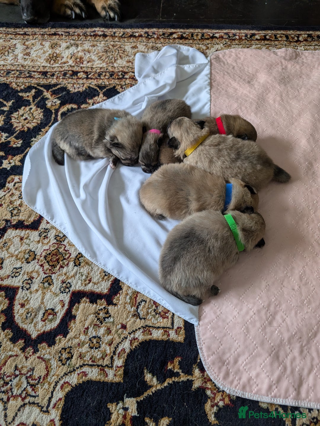 Pomeranian dogs for sale: Beautiful pups - Image 1