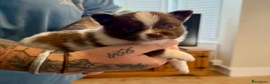 YorkiePom 1