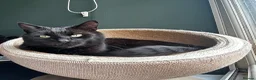 American Shorthair cats for sale: Loving home needed for Bomba  in Hyde - Advert 3