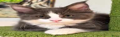 Maine Coon 2