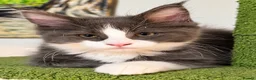 Maine Coon cats for sale: Maine coon kittens for sale - Advert 3