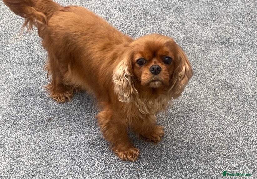 Cavalier King Charles Spaniel dogs Cavalier King Charles Adult female  - Advert 1