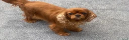 Cavalier King Charles Spaniel dogs for sale: Cavalier King Charles Adult female  - Advert 1
