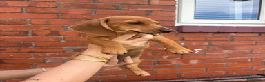 Miniature Dachshund 2