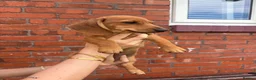 Miniature Dachshund dogs for sale: Miniature dachshund puppy’s🐾 - Advert 4
