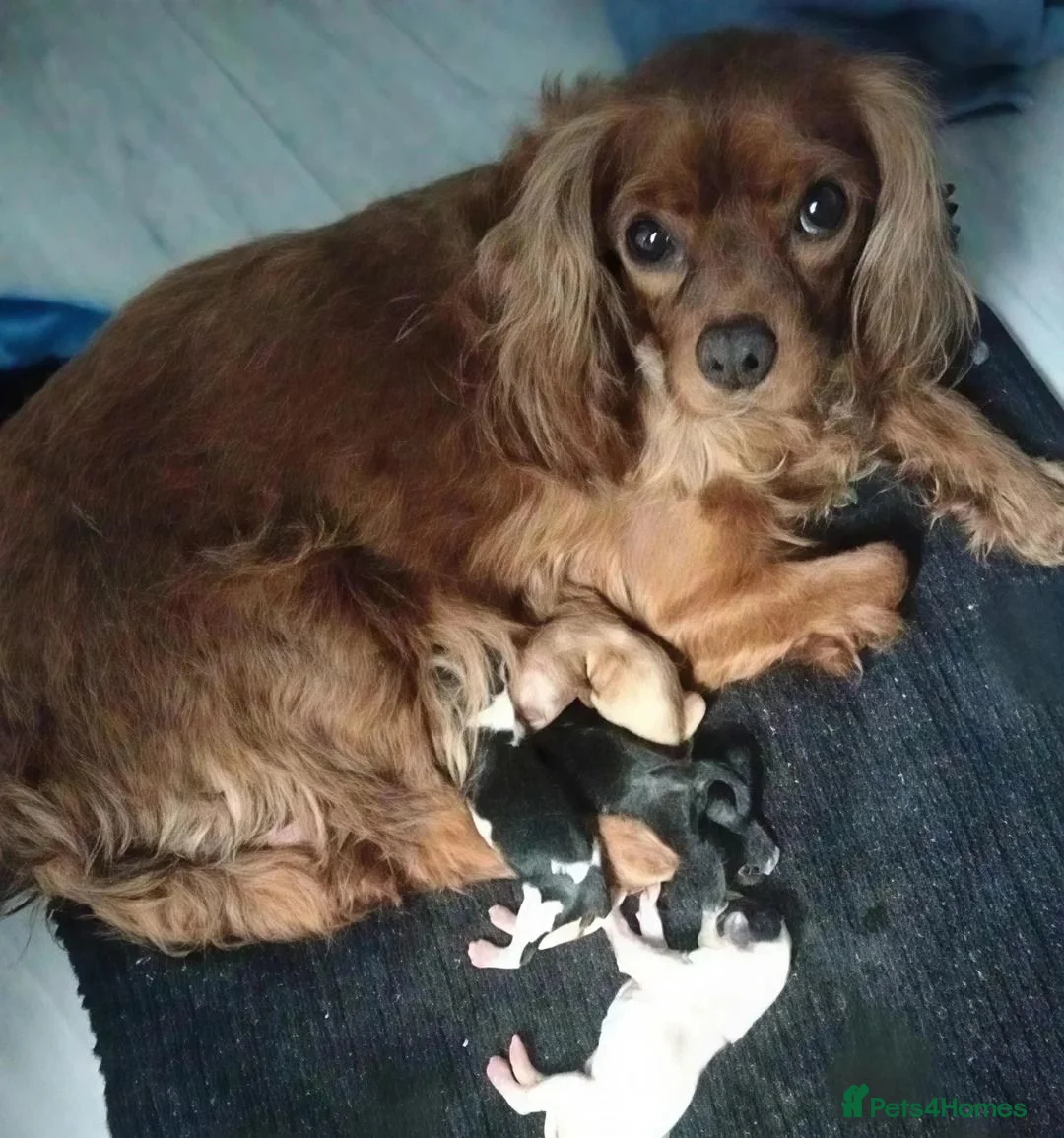 Cavapoo dogs for sale:  Beautiful Cavapoo Pups - Loving Family Companions in London - Advert 1