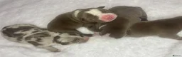 American Bully dogs for sale: 4 ABKC unreal bully’s - Advert 8