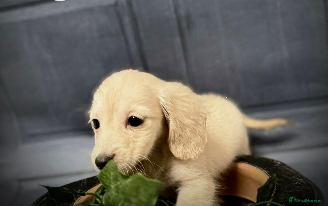 Miniature Dachshund dogs English cream miniature dachshund kc reg 1 left - Advert 6