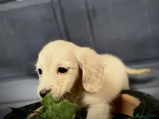 Miniature Dachshund dogs English cream miniature dachshund kc reg 1 left - Advert 6