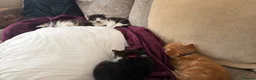 Mixed Breed cats for sale: Kittens looking for homes 🐱 - Advert 14