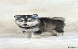 Pomsky dogs for sale: Stunning blue eyes F3 Pomsky puppies for sale  - Image 32