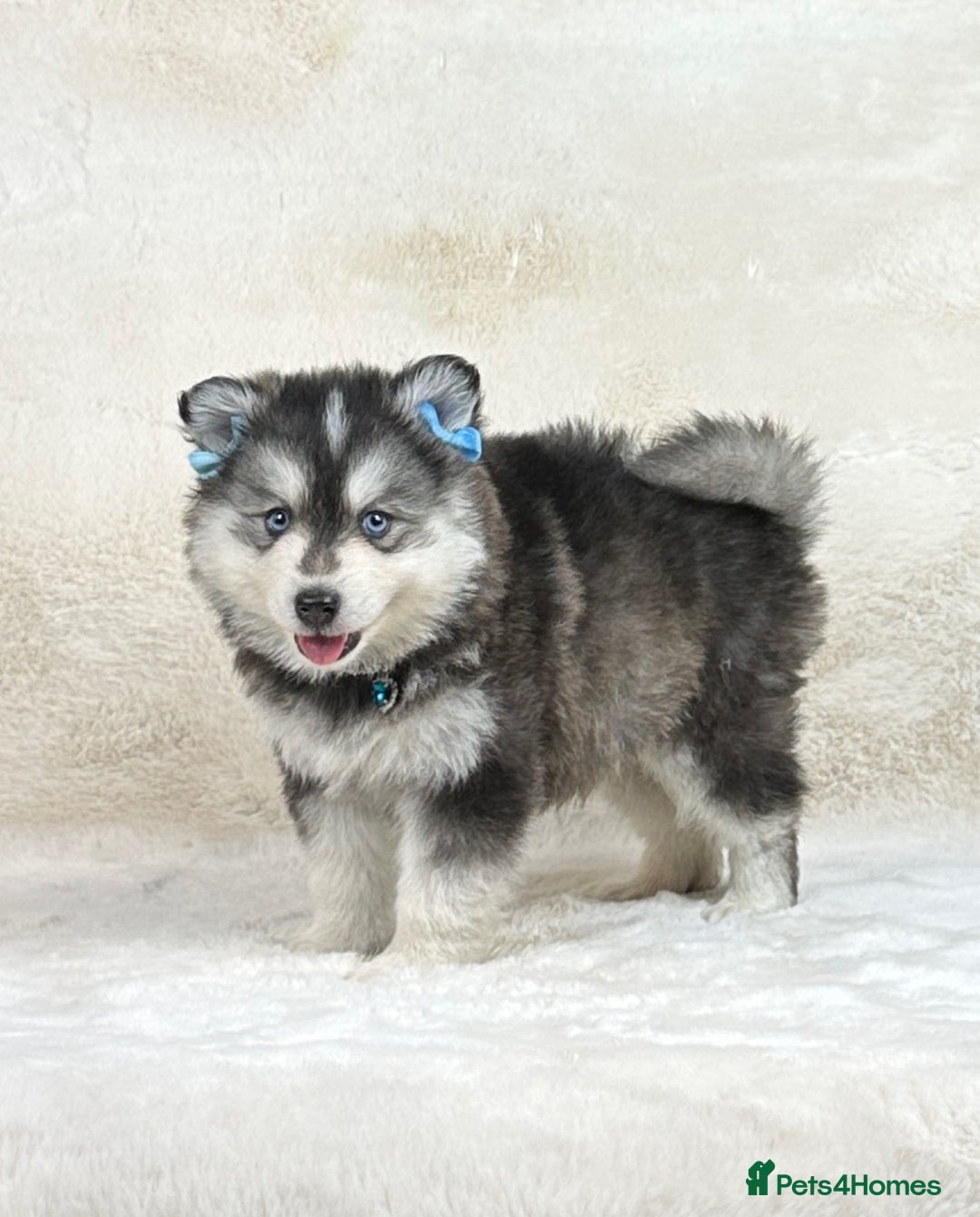 Pomsky dogs for sale: Stunning blue eyes F3 Pomsky puppies for sale  - Image 32