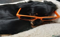Mixed Breed dogs for sale: Sweet 18-Month-Old Female Dog Needs a Loving Home - Image 2