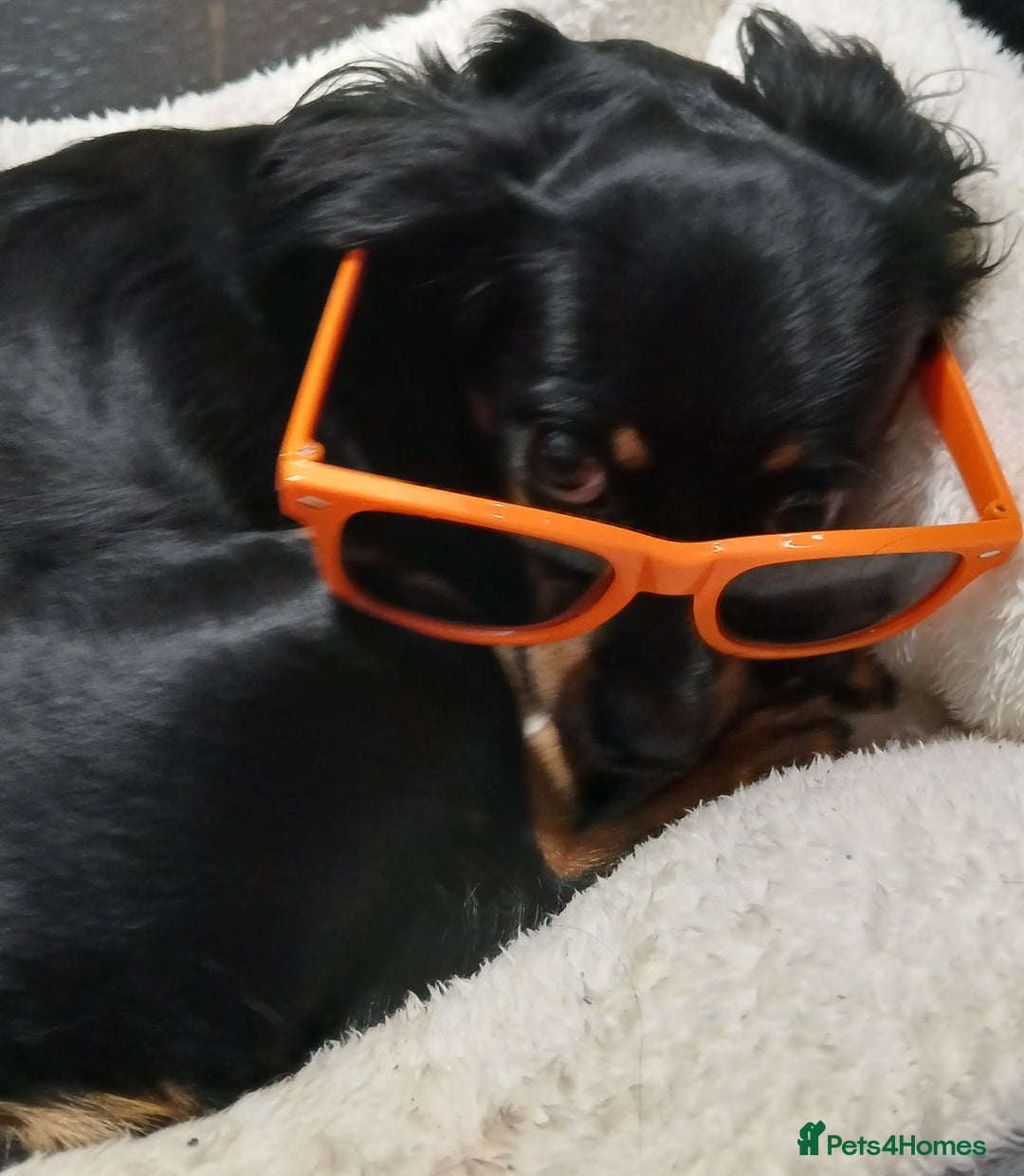 Mixed Breed dogs for sale: Sweet 18-Month-Old Female Dog Needs a Loving Home - Image 2