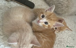 Mixed Breed cats for sale: Ready for Summer Holidays  in Shaftesbury - Image 3
