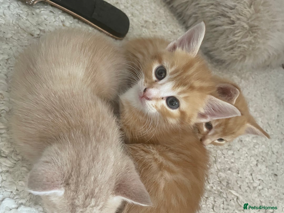 Mixed Breed cats for sale: Ready for Summer Holidays  in Shaftesbury - Image 3