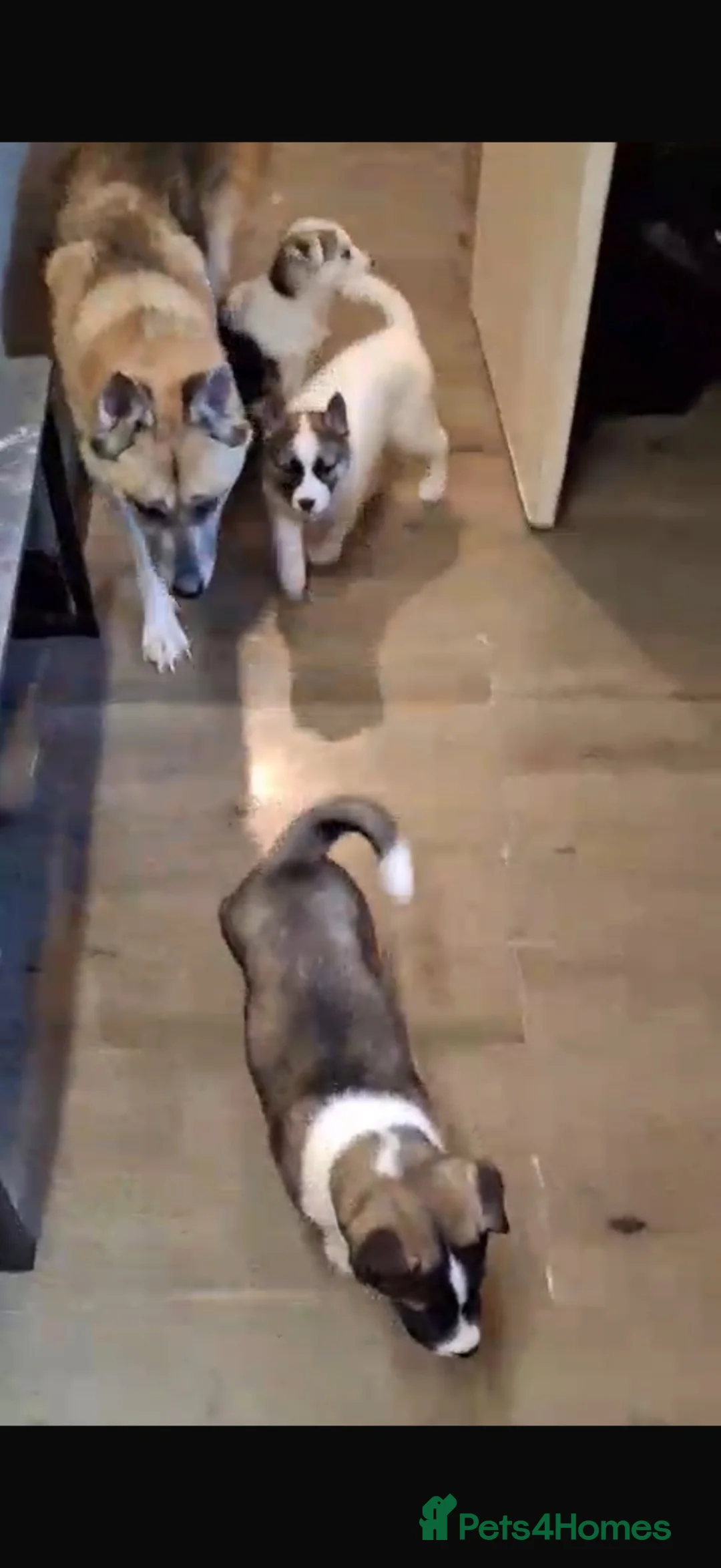 Huskita dogs for sale: Huskita  Puppies - Advert 2