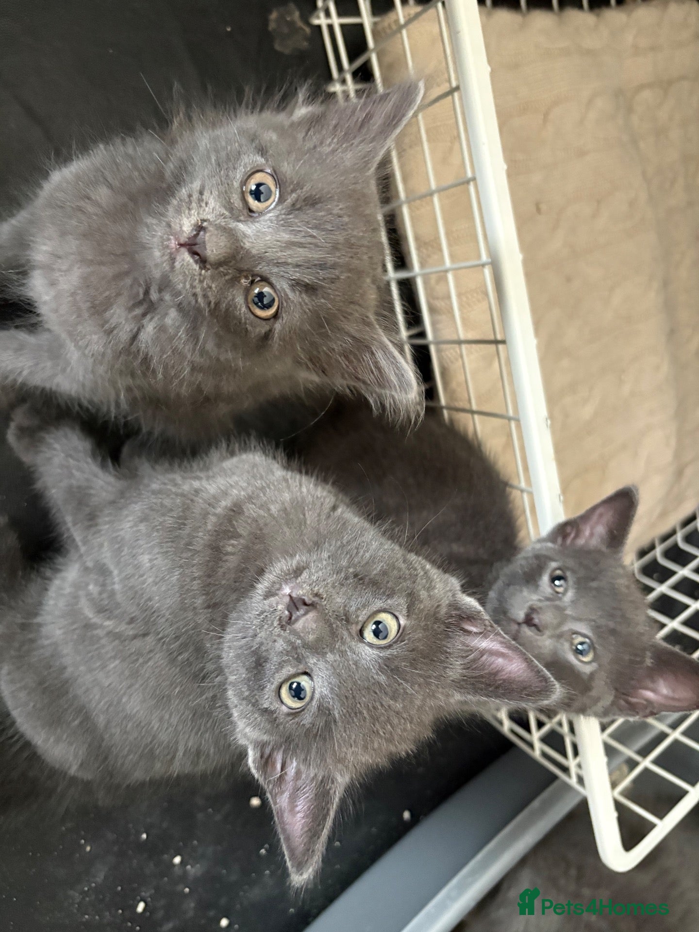 Korat cats Kittens - Advert 2