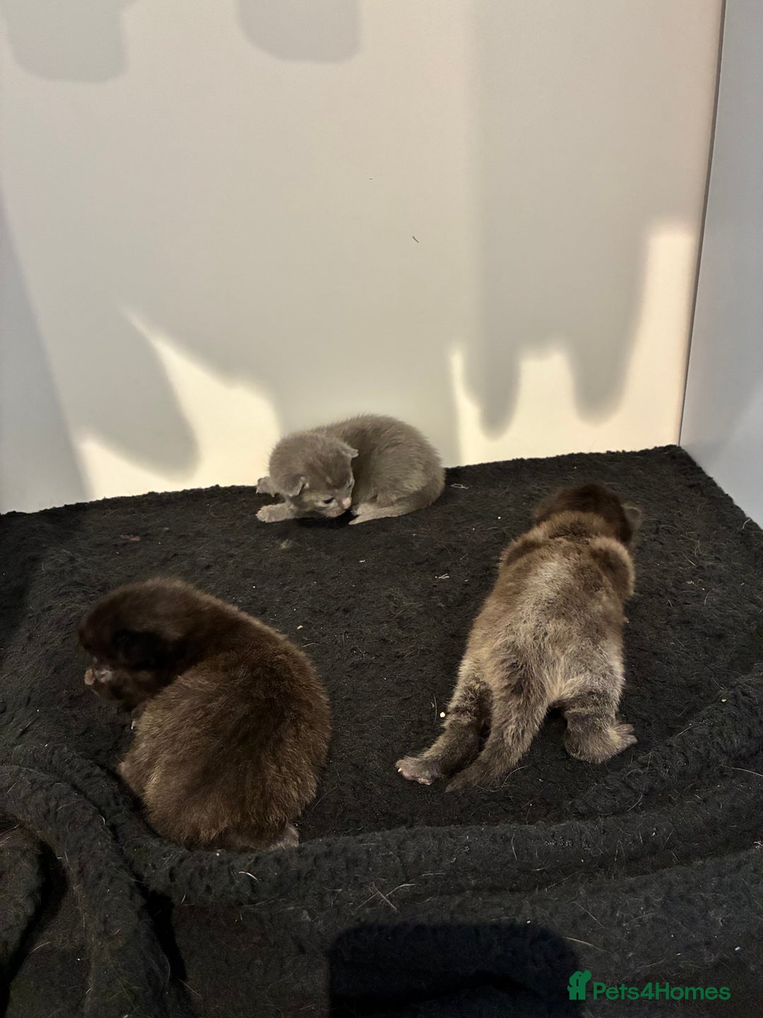 British Shorthair cats for sale: 🐾 British Shorthair Kittens 🐾 - Image 8