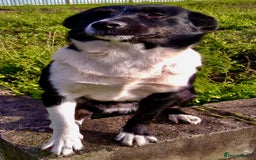 Border Collie dogs for adoption: Marta’s Story: Rescued Minutes Before Death - Image 4