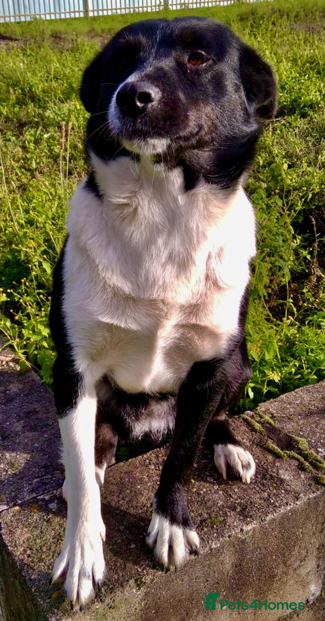 Border Collie dogs for adoption: Marta’s Story: Rescued Minutes Before Death - Image 4