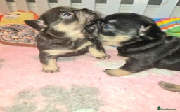French Bulldog dogs for sale: ⭐️ QUALITY FRENCH BULLDOG PUPPIES ⭐️ - Image 13