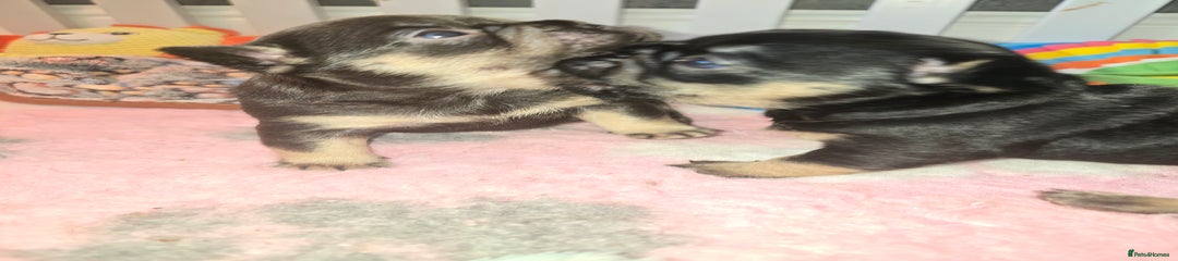 Black and tan boy carrying coco fluffy and testable 