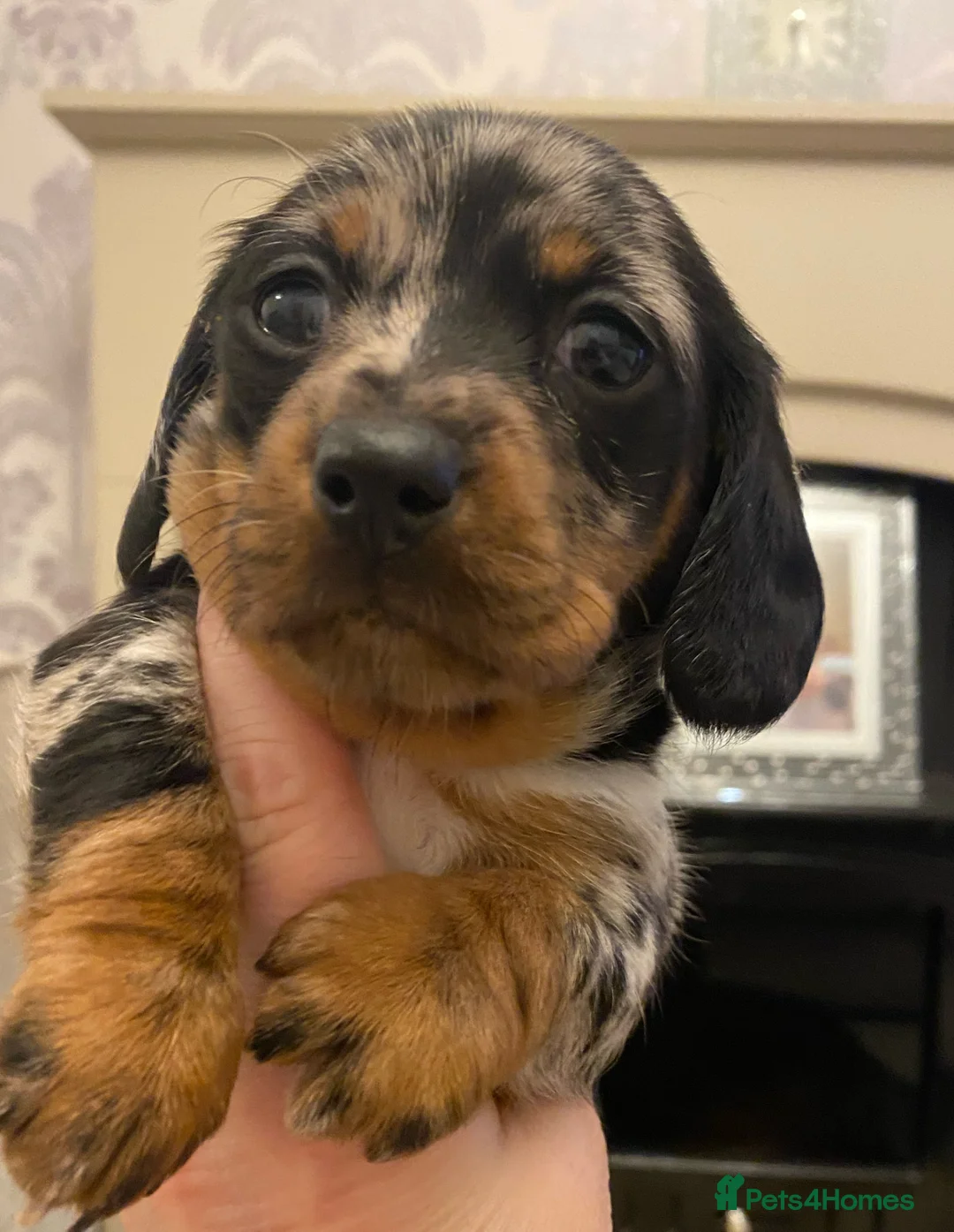 Miniature Dachshund dogs for sale: Champion Bloodline Miniature Dachshund Puppies  - Advert 8