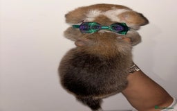 Welsh Corgi Pembroke dogs for sale: Welsh Pembroke corgis  - Image 8