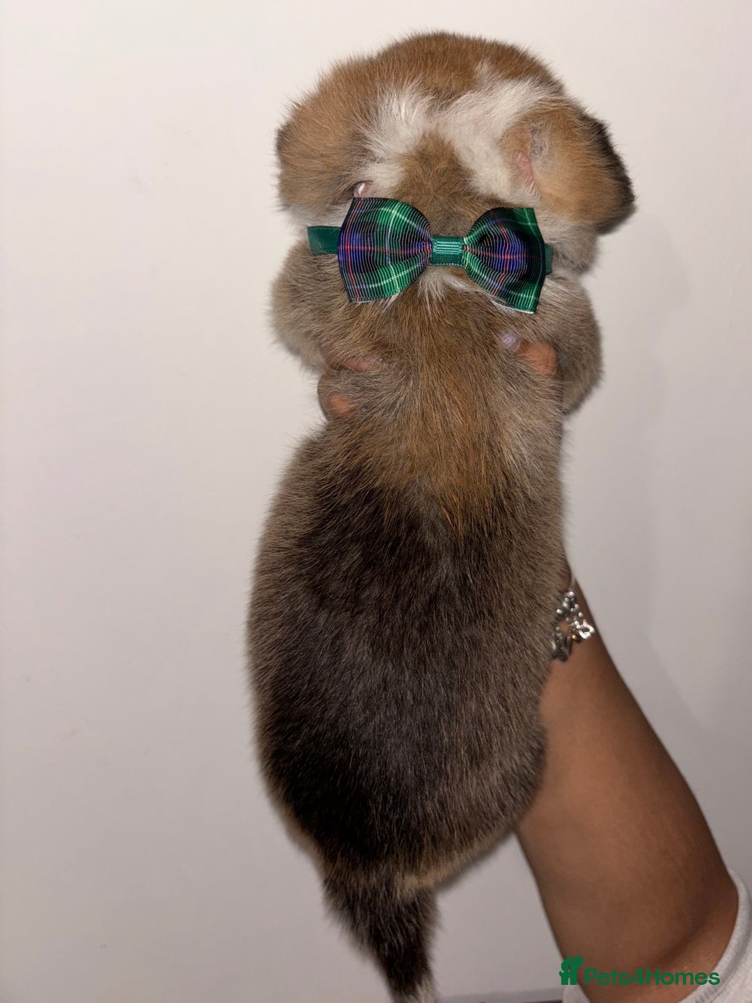 Welsh Corgi Pembroke dogs for sale: Welsh Pembroke corgis  - Image 8