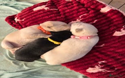 Mixed Breed dogs for sale: Huskador - Image 3